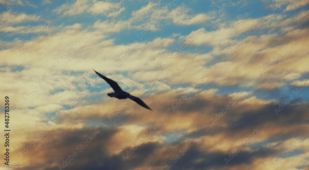seagull in flight seagull in flight