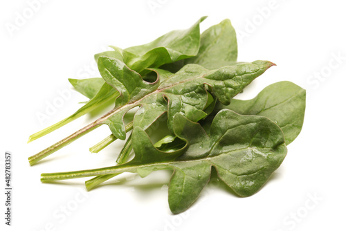 spinach leaf  on white background.