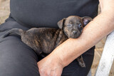 One month old brown, brindle Jack Russell puppy lies on a woman's arm. Sleeping dog, out in the sun for the first time. Animal Themes, Selective Focus