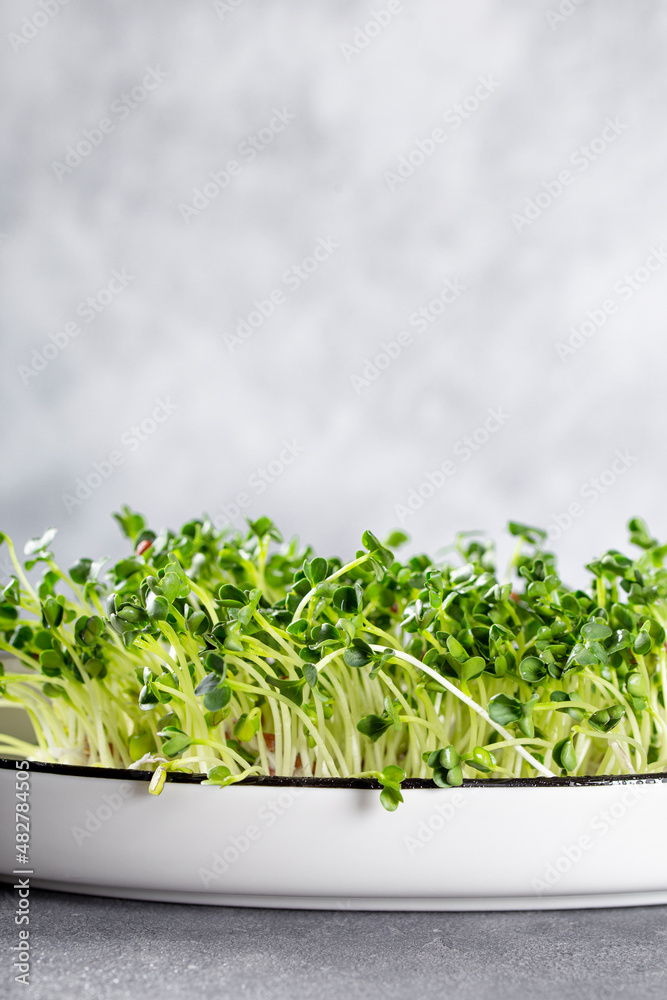 Sprouted radish microgreens on a white plate and light grey background. Healthy salad greens, vertical photo with copy space for text