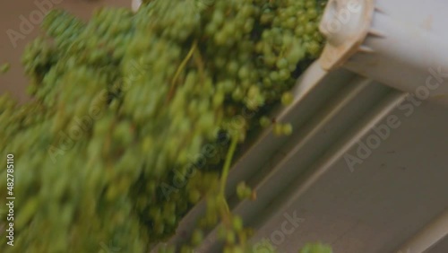 loader pours out grapes at the winery
