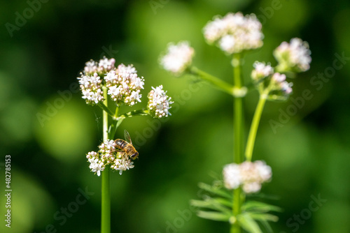 Honey bee collecting pollen from white flowers. Soft green background. Summer, wild flowers, calm, soothing