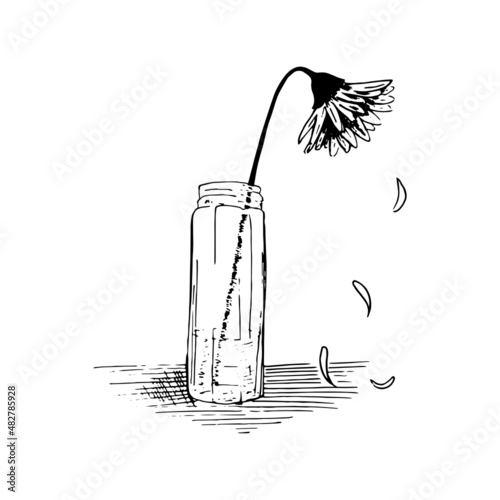 Wilted flower sketch. Plant stands in a glass vase, petals crumble. Hand drawn vector illustration. Isolated on white.