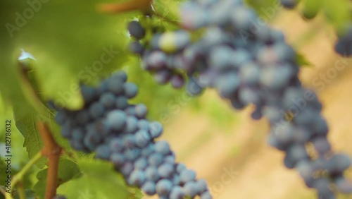 Fresh grape on the vineyard