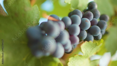 Fresh grape on the vineyard
