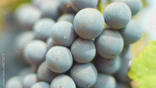 Fresh grape on the vineyard