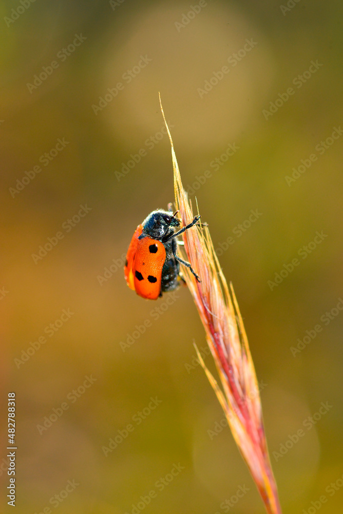 Fototapeta premium Ladybug or Coccinellidae about to start flying. The coccinellids are a family of Coleoptera insects of the Cucujoidea superfamily.