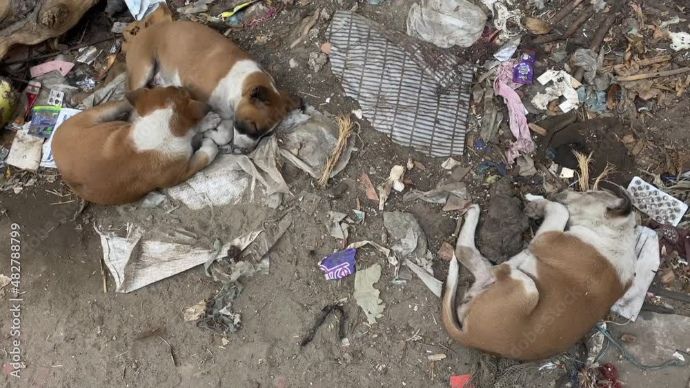 Group Of Stray Dogs Sleeping On Filthy Ground In Dhaka, Bangladesh ...