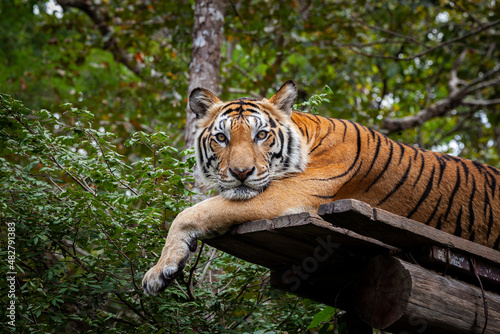 Tiger sleeping on the tree.