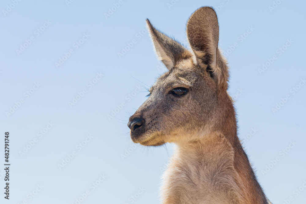 Close up view of a kangaroo's head and face with large ears Close up view of a kangaroo's head and face with large ears