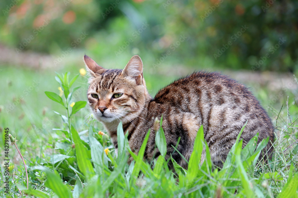 Tabby cat sitting in the grass. Portrait of animal outdoors