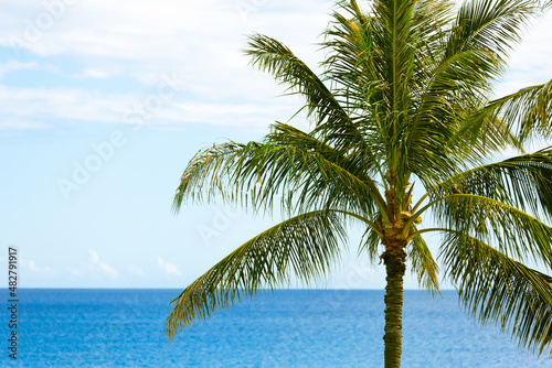 palm tree on the beach