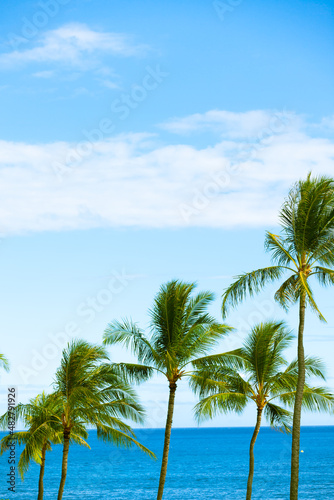 palm tree on the beach © kieferpix