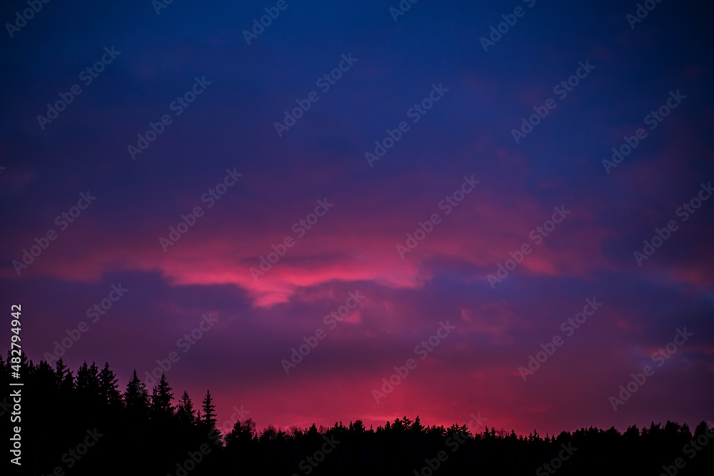 Obraz premium Spruce tree silhouettes in the warm glow of sunset.