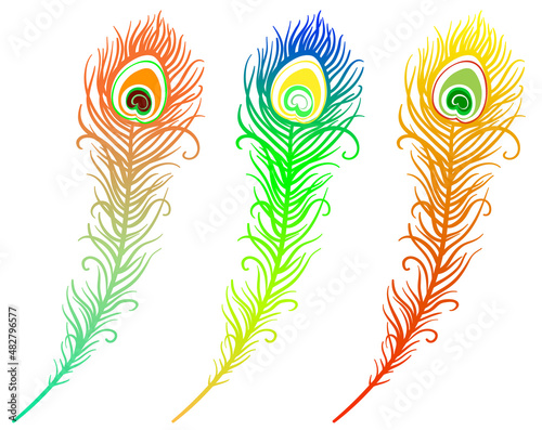 illustration of colorful peacock feather on a white background (vector)