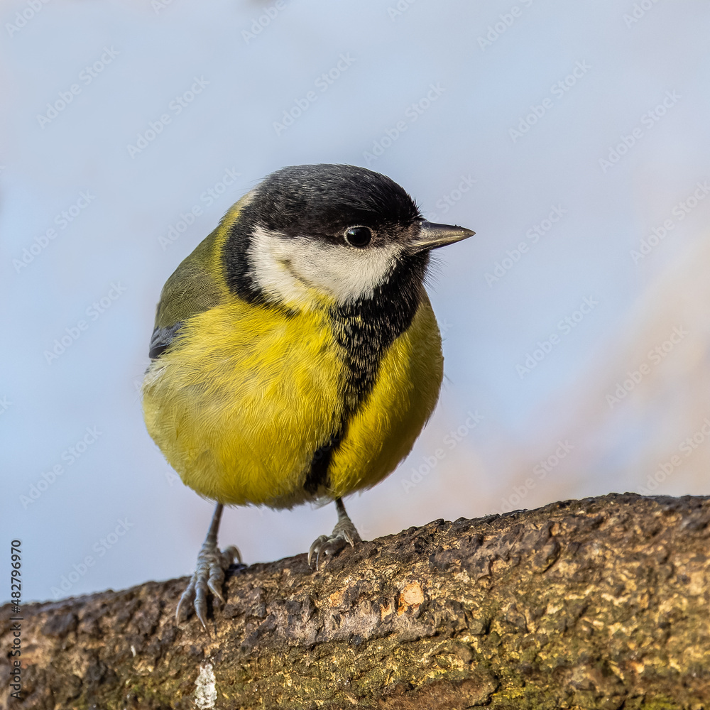 Naklejka premium Great Tit (Parus major)