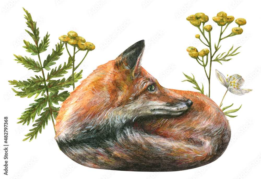 Obraz premium A watercolor illustration of a red, fluffy forest fox curled up in a ball surrounded by spring flowers and herbs.