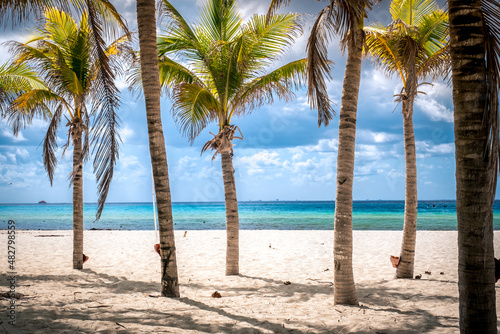 Tropical landscape with coconut palm on Playacar beach at Caribbean sea in Playa del Carmen, Mexico photo
