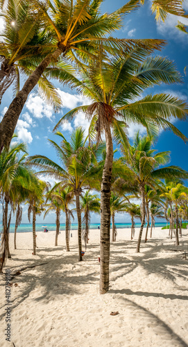 Tropical landscape with coconut palm on Playacar beach at Caribbean sea in Playa del Carmen  Mexico