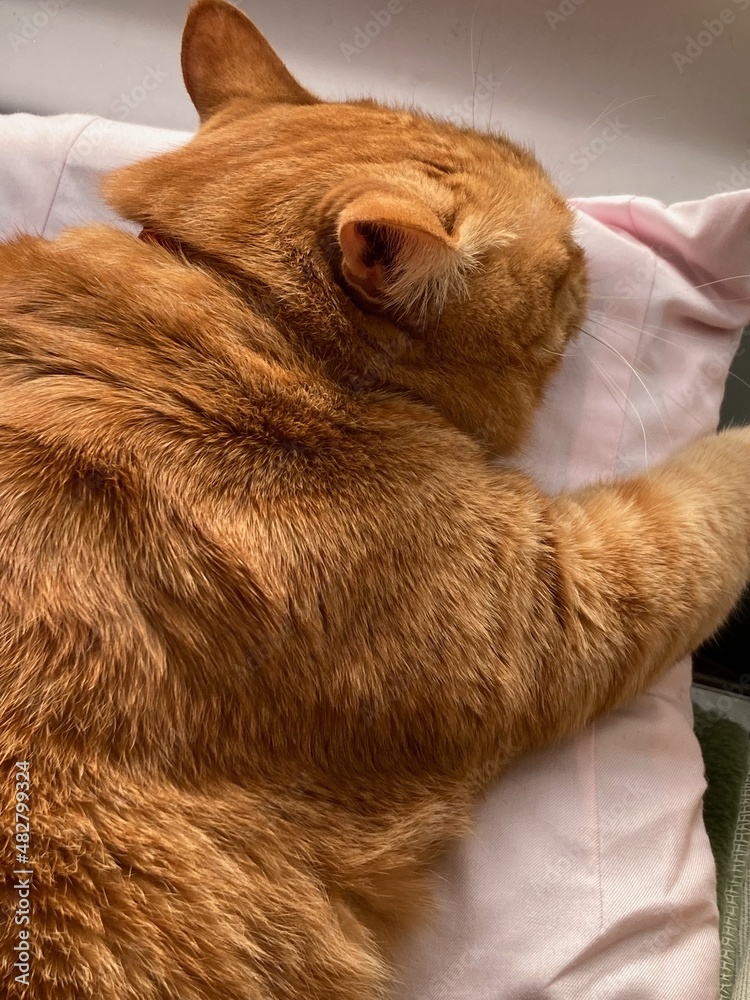 うつ伏せで眠る茶トラ猫 うつ伏せで眠る茶トラ猫