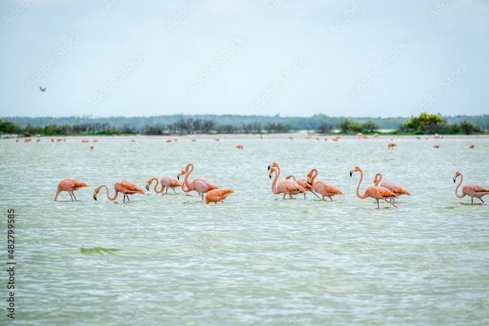 Obraz premium A row of American flamingos at Rio Lagartos Biosphere Reserve, Yucatan, Mexico