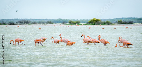 A row of American flamingos at Rio Lagartos Biosphere Reserve, Yucatan, Mexico