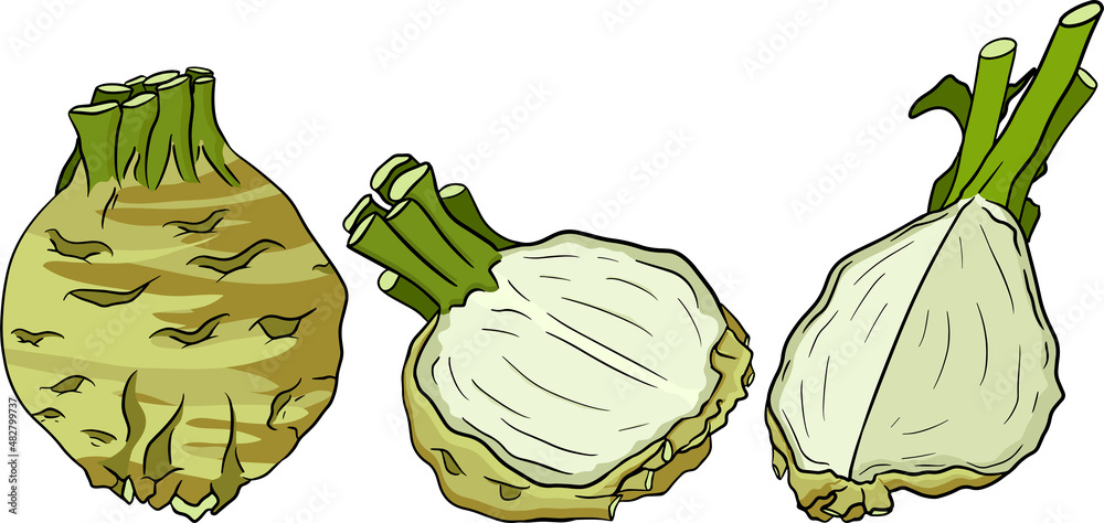 Naklejka premium Celery hand drawn vector illustration. Vegetable in sketch style. Detailed vegetarian food drawing. Farm market product