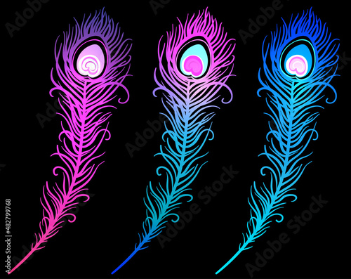 illustration of colorful peacock feather on a white background (vector)
