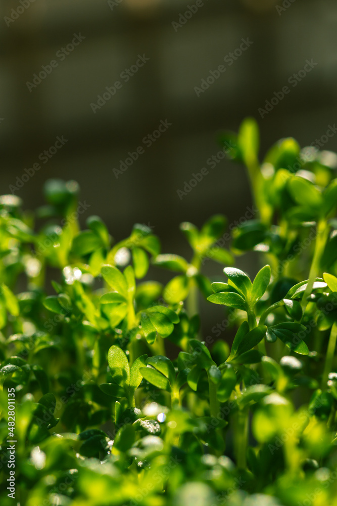 Obraz premium lots of green lettuce sprouts. Micro-greens watercress.