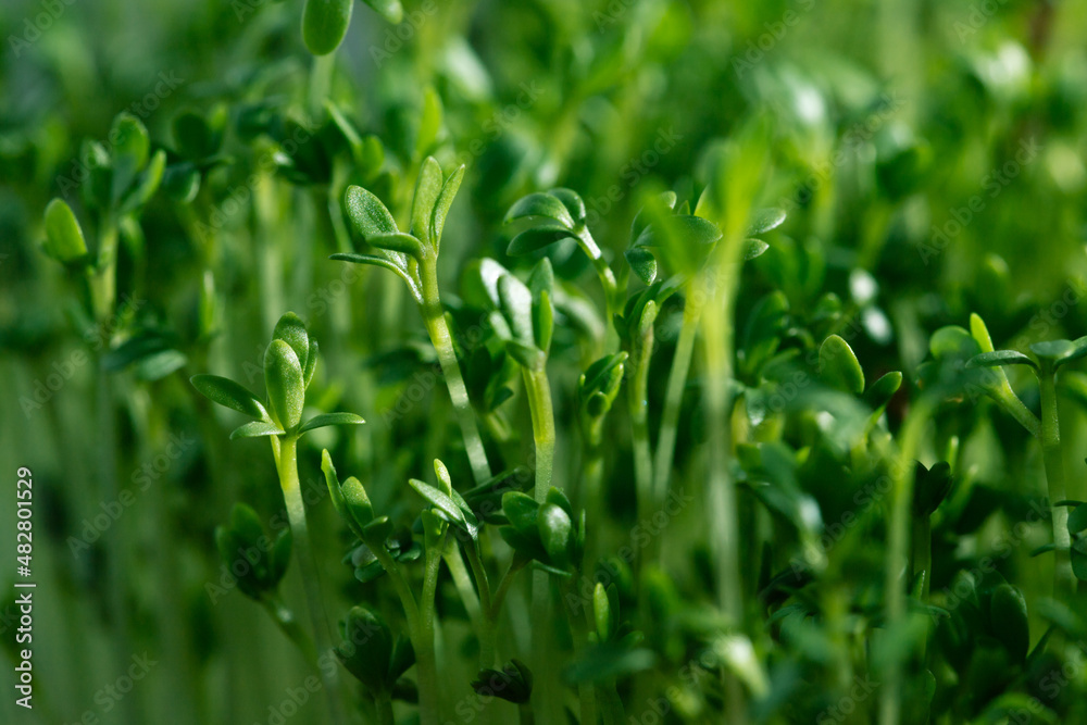 lots of green lettuce sprouts. Micro-greens watercress. lots of green lettuce sprouts. Micro-greens watercress.