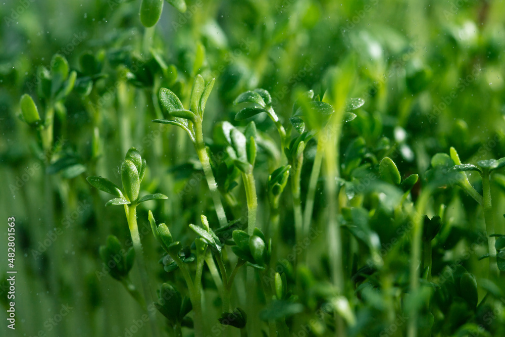 lots of green lettuce sprouts. Micro-greens watercress.