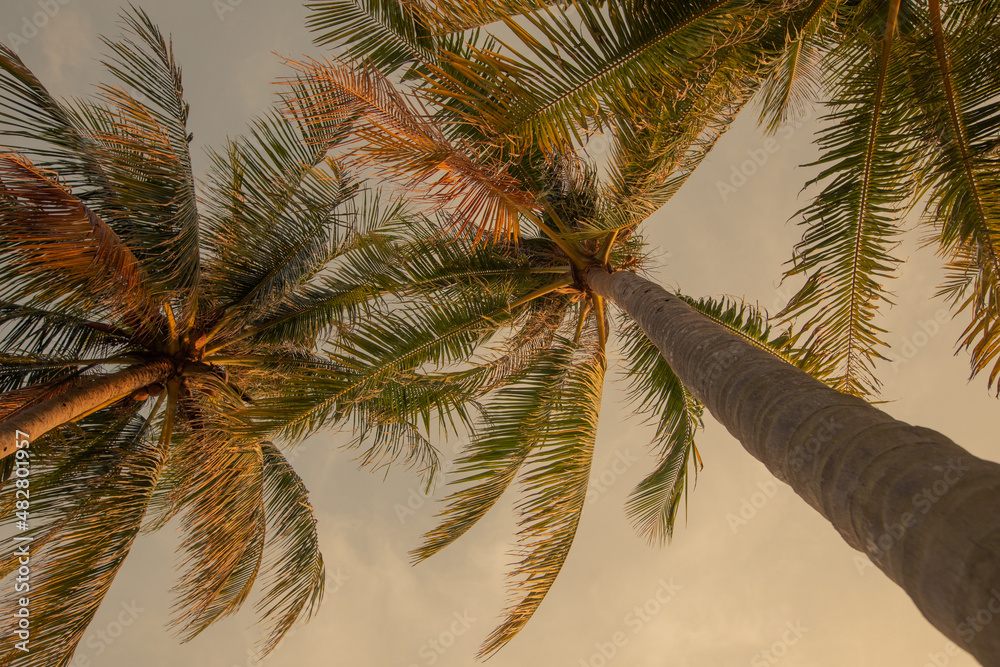 Exotic background tropical view from below on hight palm trees in sun light. For travel design.