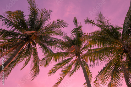 Toned background tropical view from below on palm trees. For travel design. Pink background 