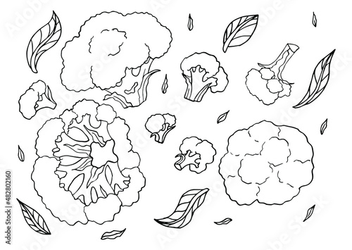Broccoli edible cabbage vegetarian food. Vector vegan, organic raw veggies, uncooked broccoli. Flowering head and stalk eaten as ripe vegetable. Broccoli cabbage doodle set on white background.