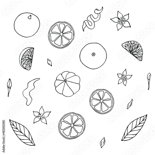 Set of Vector outline Oranges, mandarins or tangerines isolated on white. Black contour elements. Ingredients for lemonade, jam, new year or christmas design. Hand drawn doodle simple fruit clipart