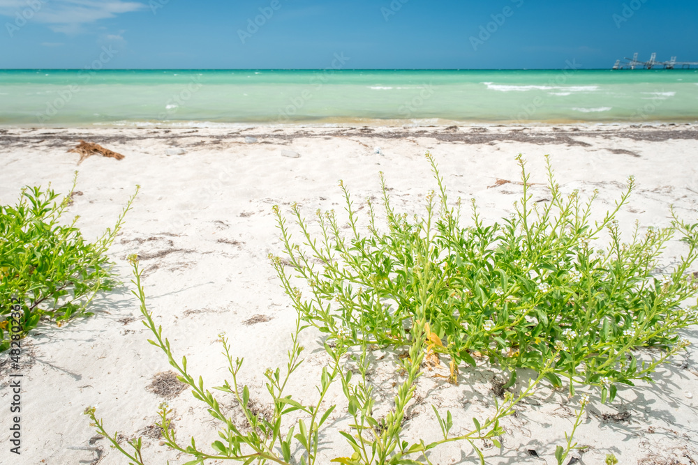 Sandy coast of the Gulf of Mexico near Rio Lagartos. Green grass in the foreground and azure water and horizon in the background, Yucatan, Las Coloradas Sandy coast of the Gulf of Mexico near Rio Lagartos. Green grass in the foreground and azure water and horizon in the background, Yucatan, Las Coloradas