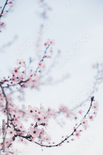 Spring blossoms. Tree branch with beautiful fresh pink flowers in full bloom, close up. Blooming sakura. Floral background.