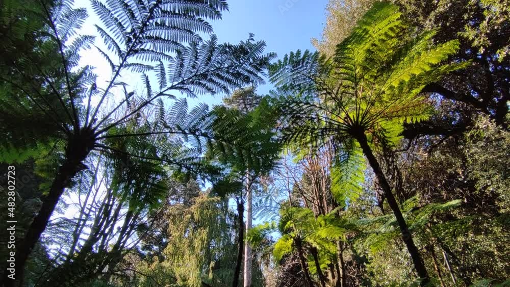 Napoli - Panoramica verticale delle felci nel Real Orto Botanico
