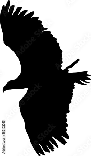 Rapace volant en silhouette, vecteur noir sur fond transparent