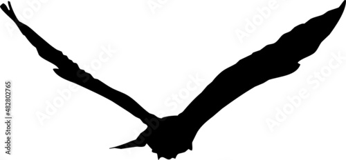 Rapace volant en silhouette, vecteur noir sur fond transparent