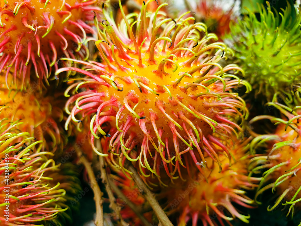 Fresh rambutan fruit from the tree 