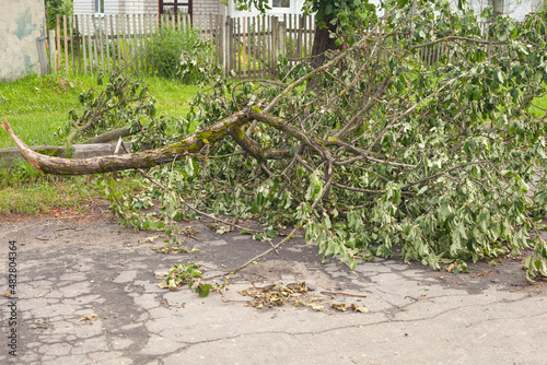a fallen tree branch on the road. in summer after a strong wind the fall of trees