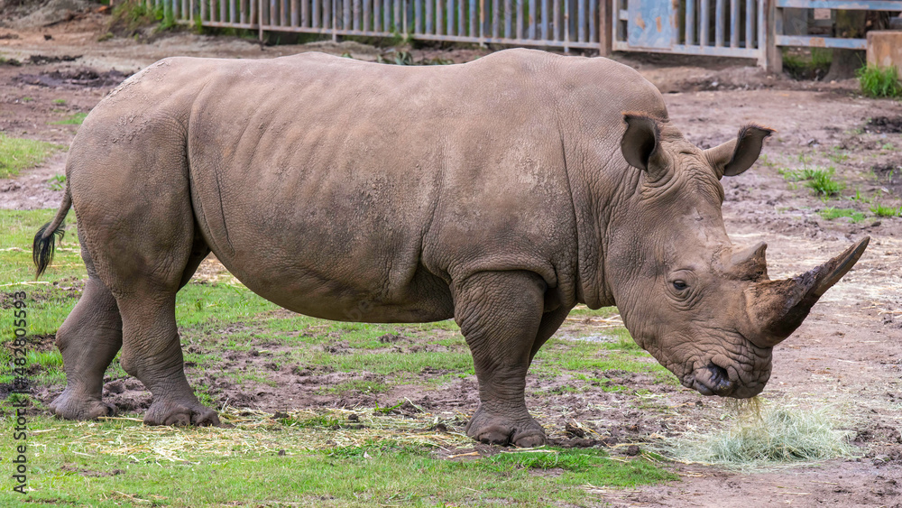 Fototapeta premium Southern white rhinoceros