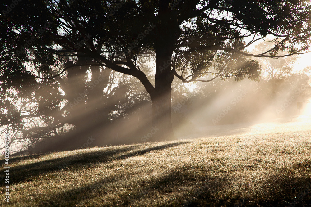 Morning Light Morning Light