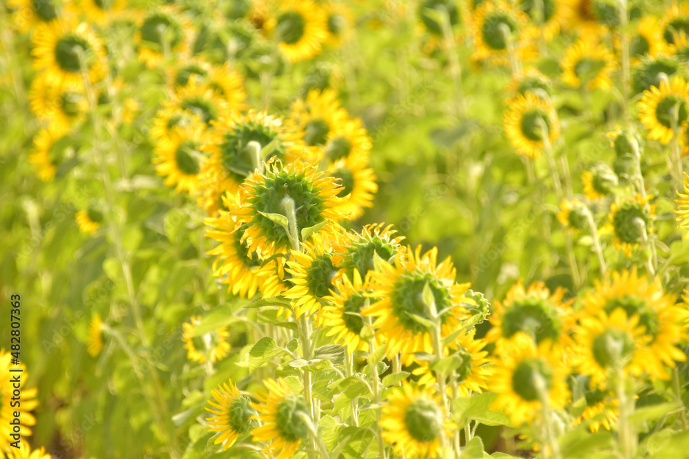 Sunflower in the abundance plantation field against soft backgrond on sunny day