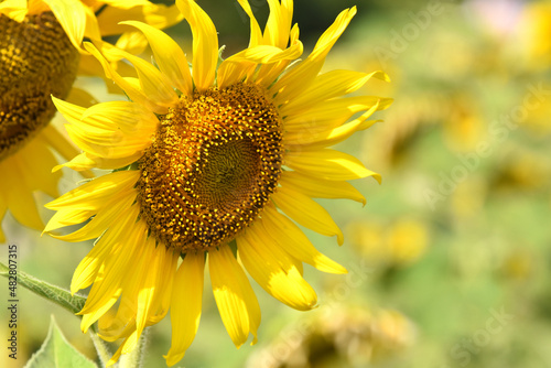 Sunflower in the abundance plantation field against soft backgrond on sunny day