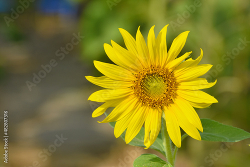 Sunflower in the abundance plantation field against soft backgrond on sunny day