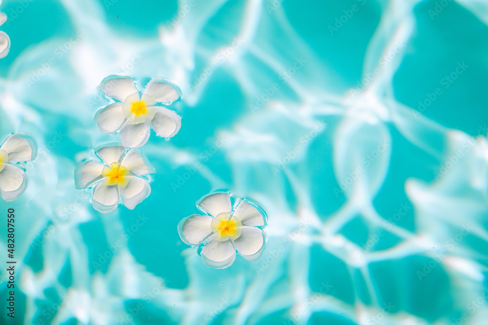 Beautiful white plumeria flowers are in the iridescent water, close up, background Beautiful white plumeria flowers are in the iridescent water, close up, background