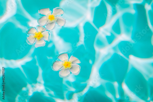Little white and yellow plumeria flowers are in the transparent water, close up, background