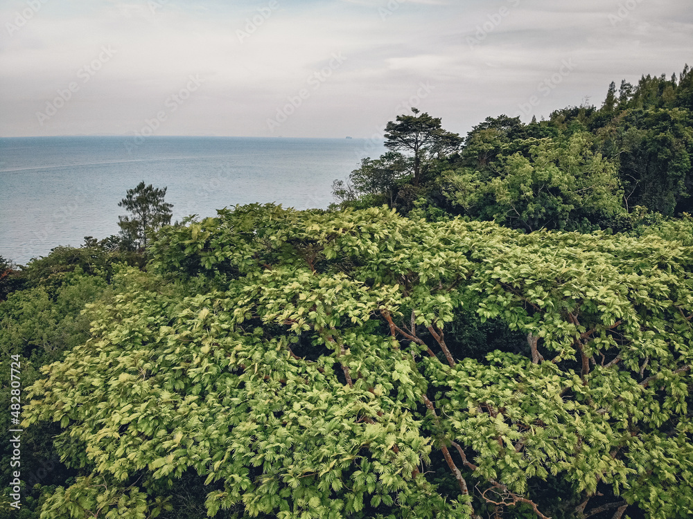 Aerial view of a tall trees with a lot of green branches and leaves against the backdrop of the vast ocean